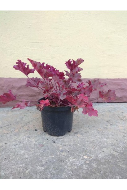 Гейхера гібридна Мармелад - 2л/вис.10-15см/Ø20-30